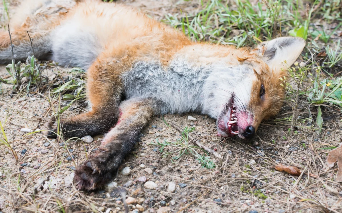 Dead fox In Garden G and B Fox Control