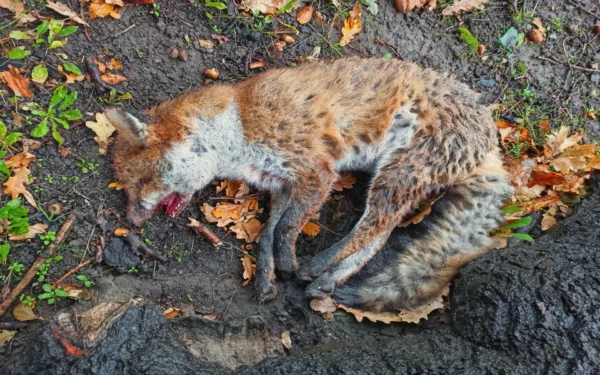 Dead fox Removal G and B Fox Control