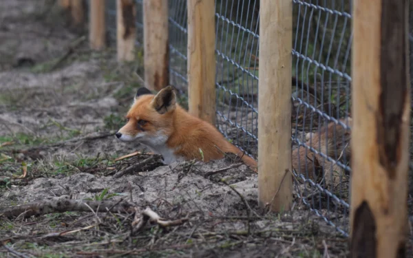 Fox Under Fence G and B Fox Control