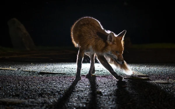 Fox on Night Road G and B Fox Control