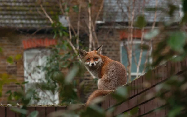 Fox on Wall G and B Fox Control