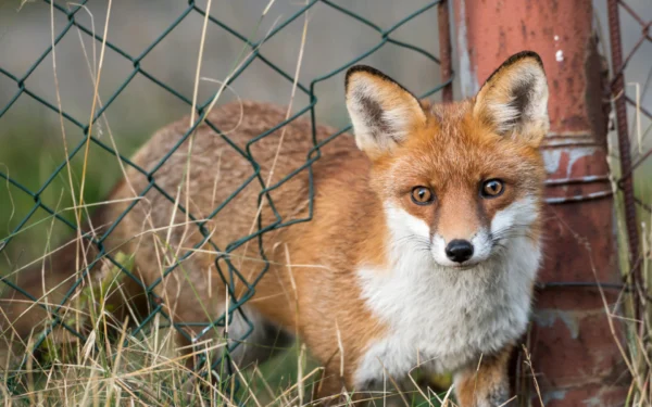 Fox through fence G and B Fox Control