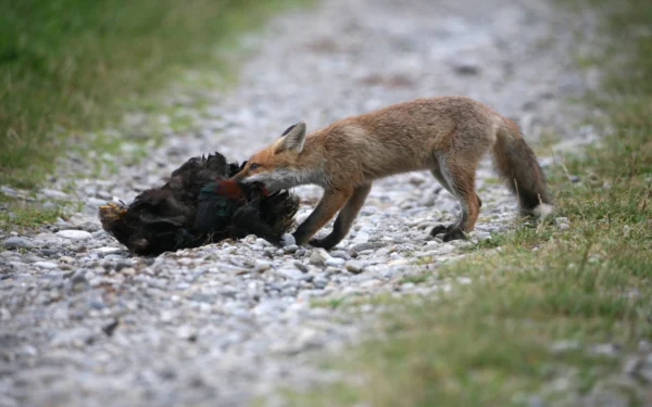 Fox with Chicken G and B Fox Control